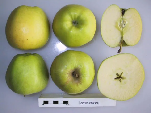 Mutsu fruit