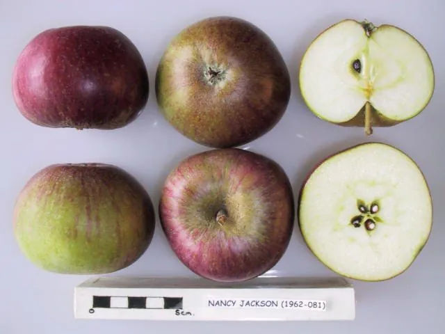 Nancy Jackson, photo 1