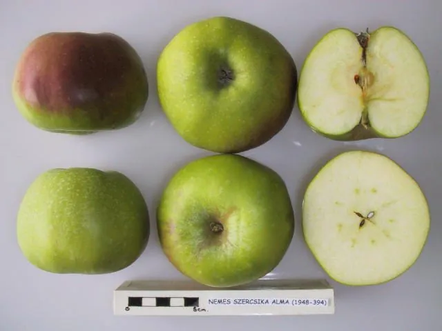 Nemes Szercsika alma, photo 1