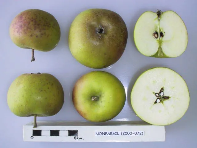 Nonpareil, photo 1