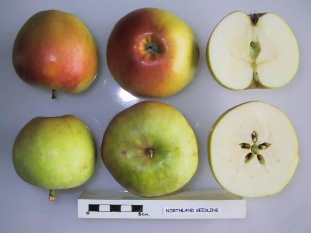 Northland Seedling, photo 1