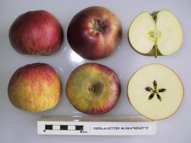 Oberlausitzer Muskatrenette, photo 1