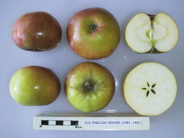 Old English Round, photo 1
