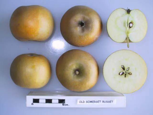 Old Somerset Russet, photo 1