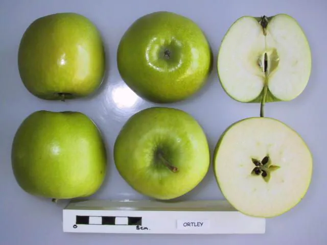 Ortley, photo 1