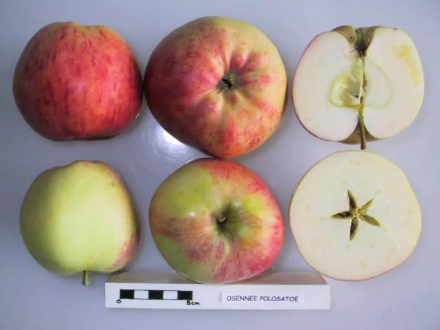 Osenee Polosatoe, photo 1
