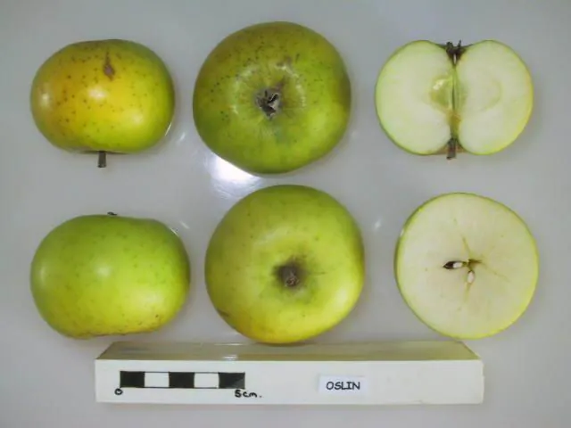Oslin, photo 1