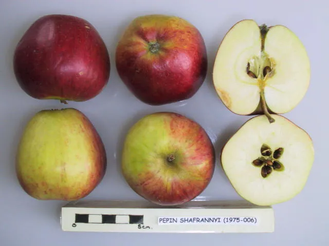Pepin Shafrannyi, photo 1