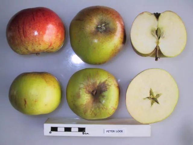 Peter Lock, photo 1