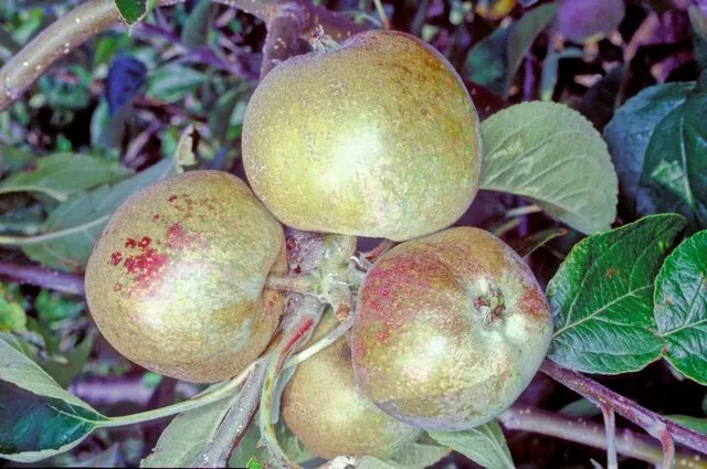 Pine Apple Russet, photo 1