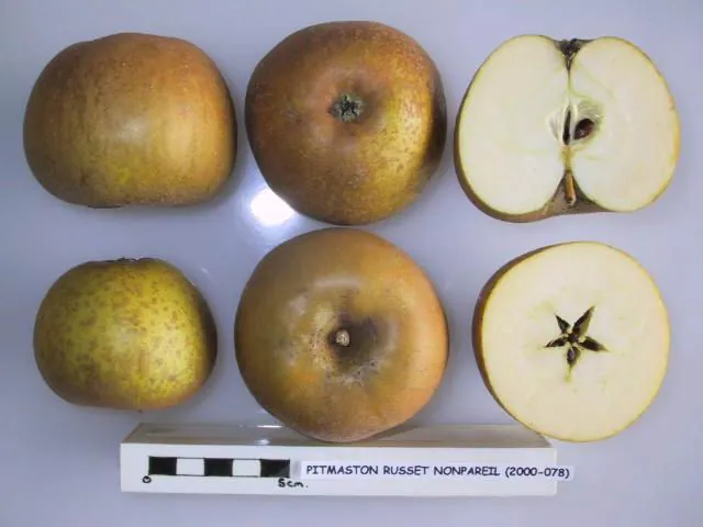 Pitmaston Russet Nonpareil, photo 1