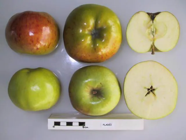 Pladei, photo 1