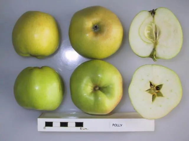 Polly, photo 1