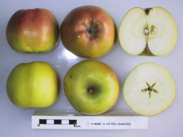 Pomme a Cotes, photo 1
