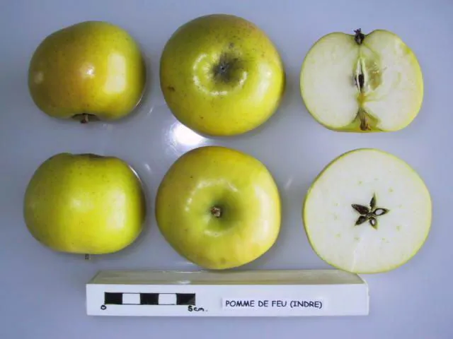 Pomme de Feu (Indre), photo 1