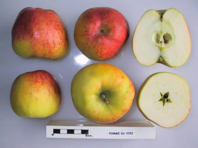 Pomme du Viez, photo 1