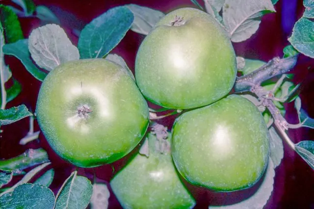 Potts' Seedling, photo 1