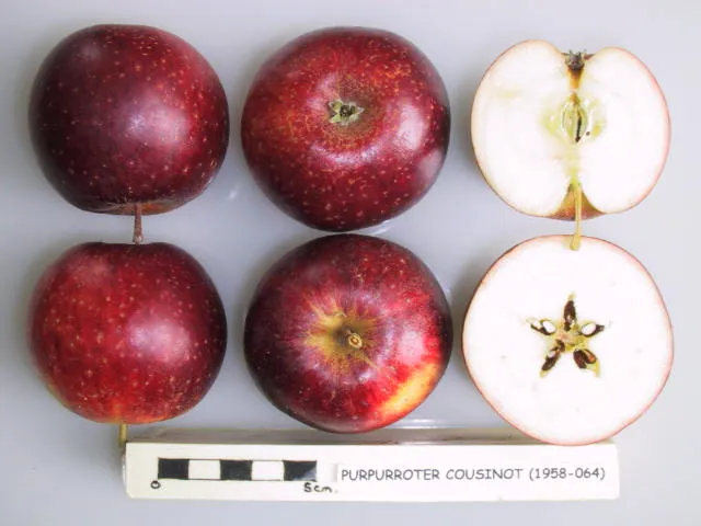 Purpurroter Cousinot, photo 1