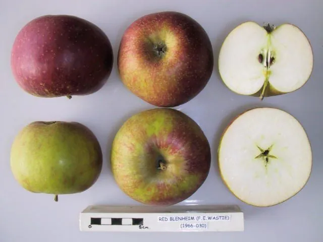 Red Blenheim (Wastie), photo 1