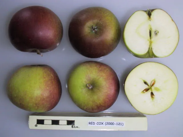 Red Cox, photo 1