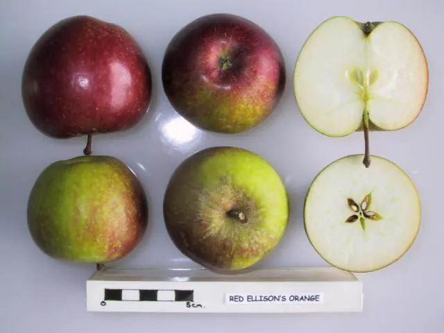 Red Ellison's Orange, photo 1