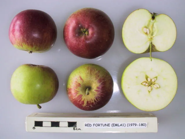 Red Fortune, photo 1