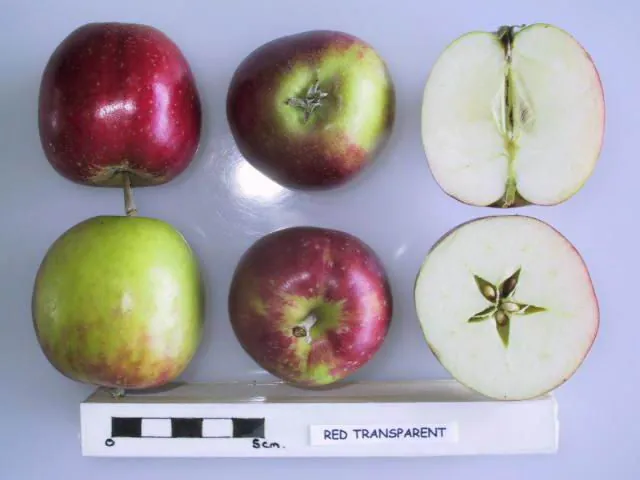 Red Transparent, photo 1