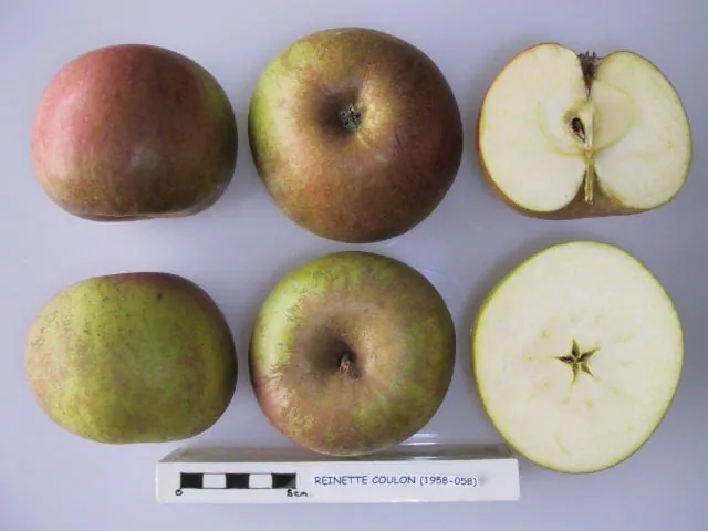 Reinette Coulon fruit
