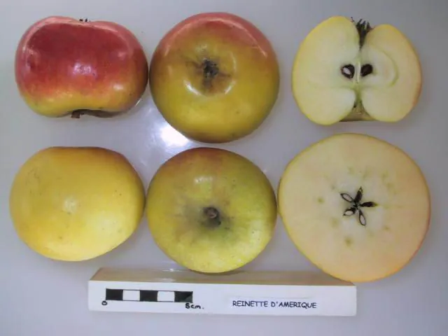 Reinette d'Amerique, photo 1