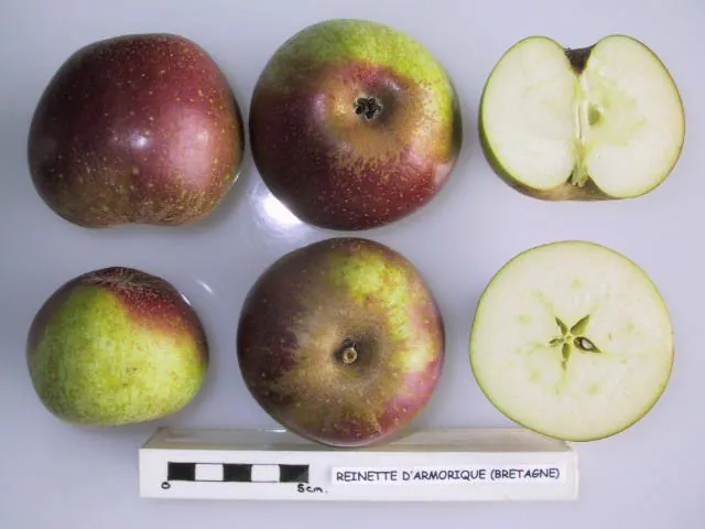 Reinette d'Armorique, photo 1