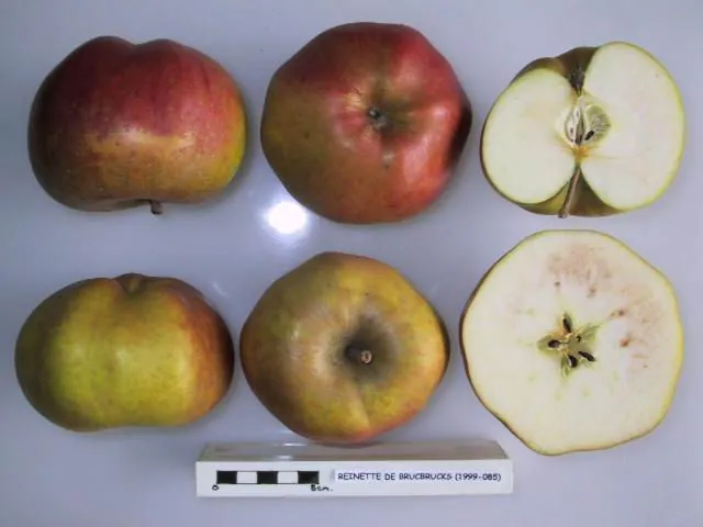 Reinette de Brucbrucks, photo 1