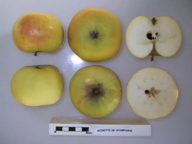 Reinette de Champagne fruit