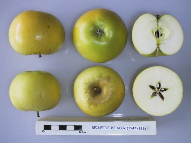 Reinette de Geer, photo 1