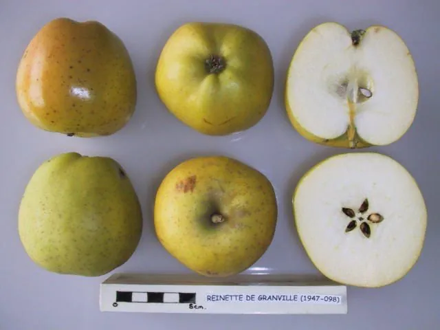 Reinette de Granville, photo 1