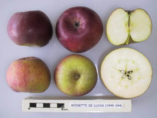 Reinette de Lucas, photo 1