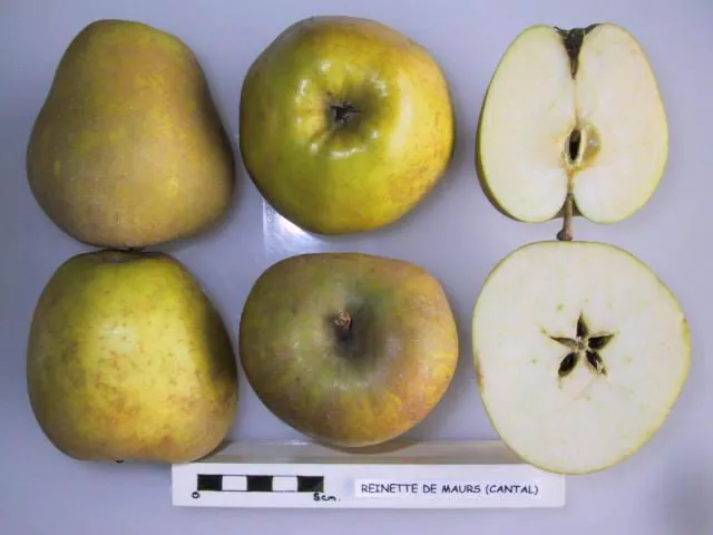 Reinette de Maurs, photo 1