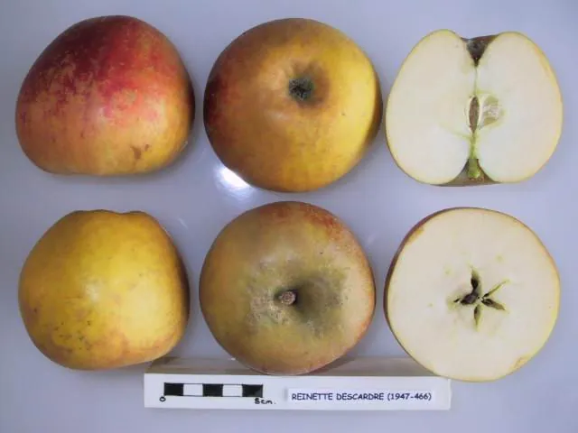 Reinette Descardre, photo 1