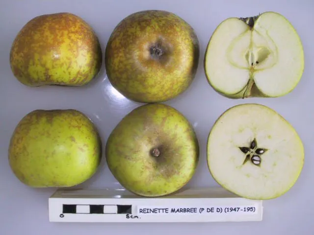 Reinette Marbree, photo 1