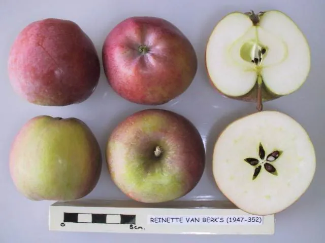 Reinette van Berk's, photo 1