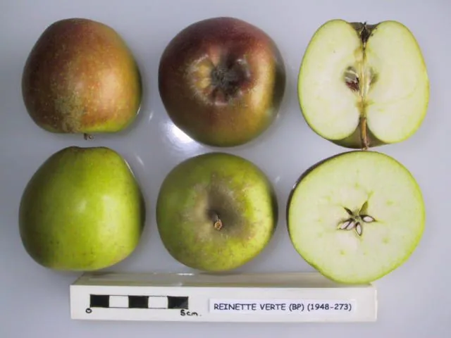 Reinette Verte (Basses-Pyrenees), photo 1