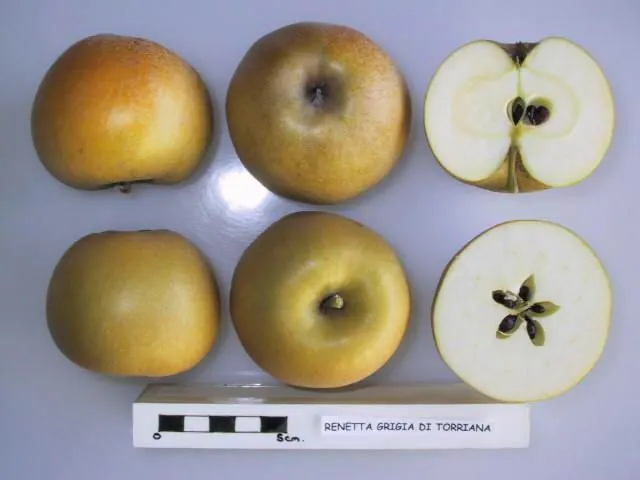 Renetta Grigia di Torriana, photo 1