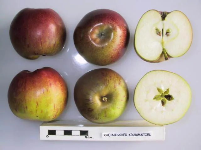 Rheinischer Krummstiel, photo 1