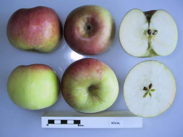 Rival, photo 1