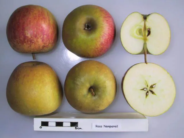 Ross Nonpareil, photo 1