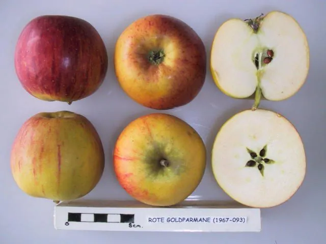Rote Goldparmane, photo 1