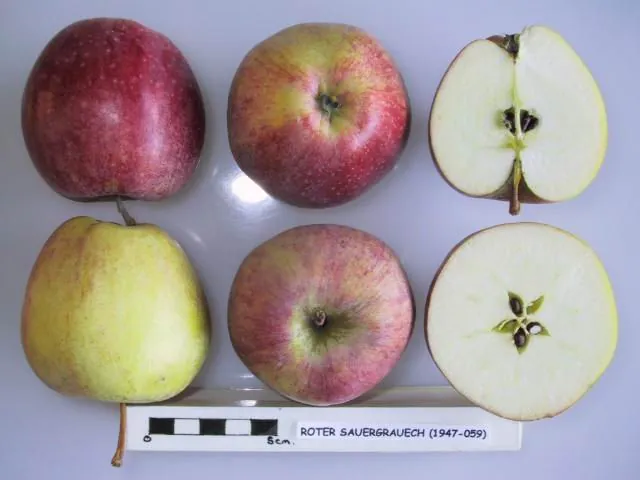 Roter Sauergrauech, photo 1