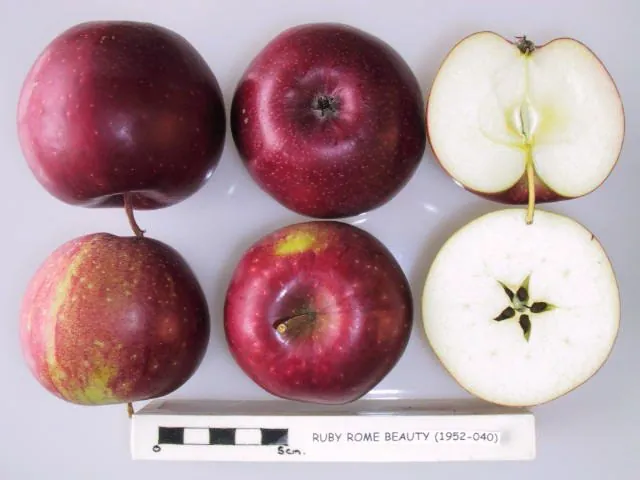Ruby Rome Beauty, photo 1
