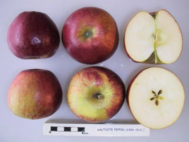 Saltcote Pippin fruit