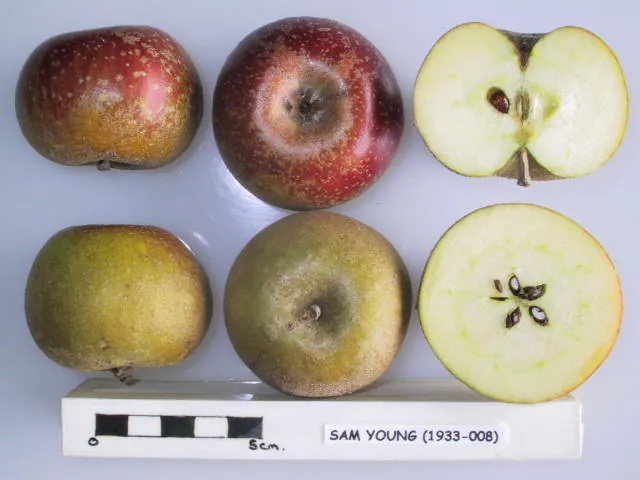 Sam Young, photo 1
