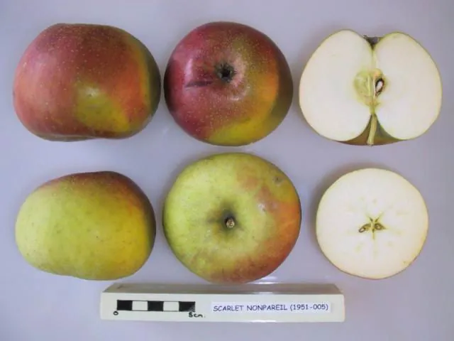 Scarlet Nonpareil, photo 1
